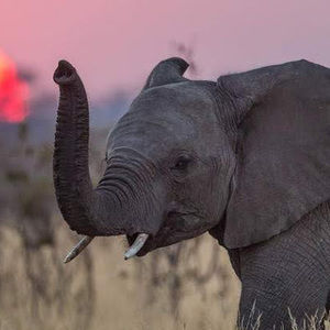 Meet your Posher, Claire